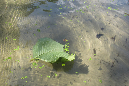 透明水面上的两片绿叶