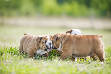 可爱的英国斗牛犬幼犬玩外面的一些