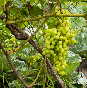 Bunches 绿色葡萄挂在傍晚的阳光在酒上。有机耕作