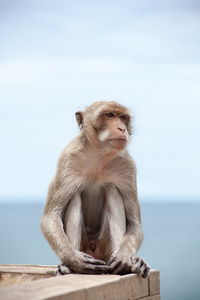 泰国猴子与海