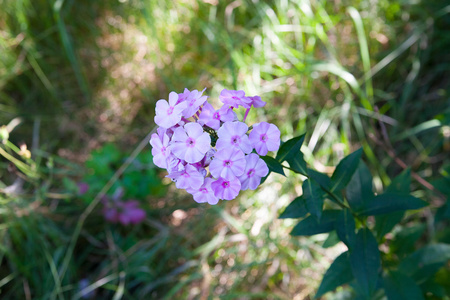 粉红色福禄花