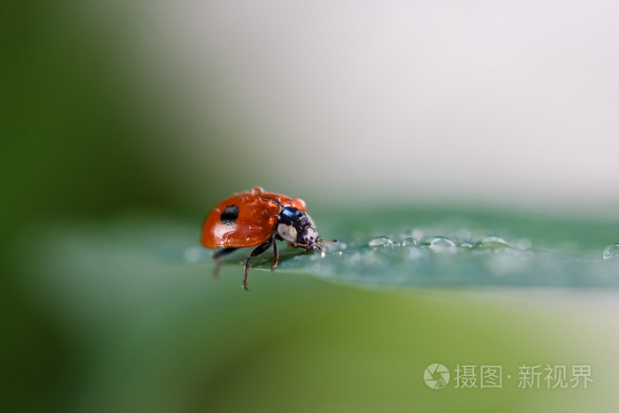 水的瓢虫滴坐在一片叶子上