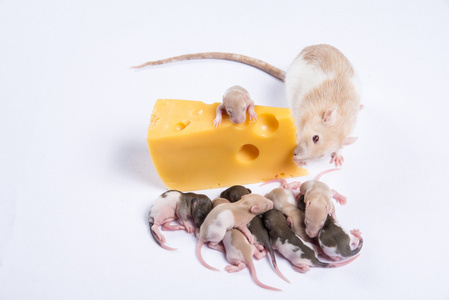 大多数儿童大鼠大鼠吃大块奶酪