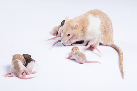 大鼠推奶酪图片