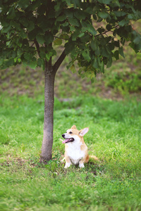 快乐狗威尔士科基犬彭布罗克派坐在附近树在草地上