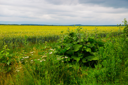 夏天的风景与野花和黄色的领域在距离。俄罗斯