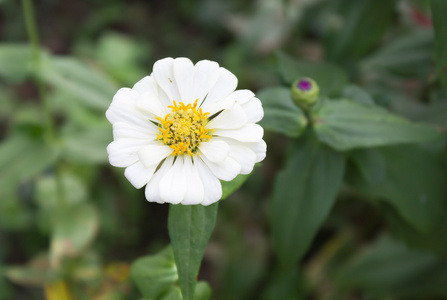 大自然中的白花