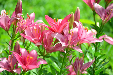 百合花在雨后的水滴