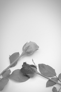 玫瑰花朵黑色和白色的颜色色调风格
