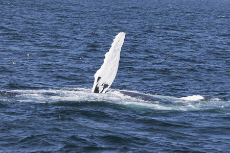 鲸鱼在海岸的海洋