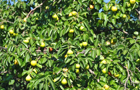 在树枝上的早熟梨