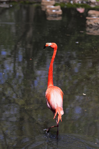 美丽的粉红色的火烈鸟