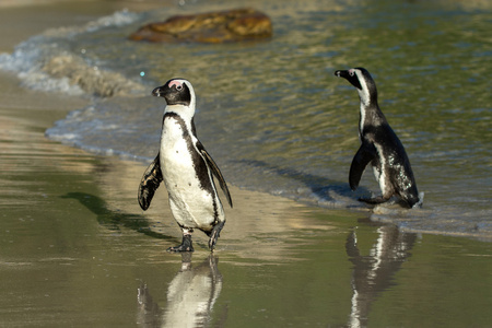 两只非洲企鹅在海滩上