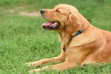 金毛寻回犬肖像图片