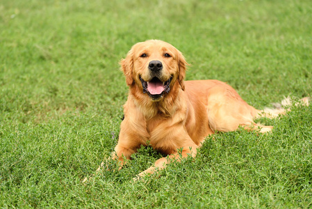 金毛寻回犬肖像图片