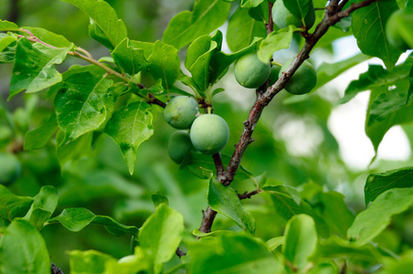绿色新鲜的树枝图片