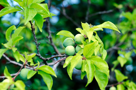 青梅果新鲜绿色树叶环绕的一根树枝上.低自由度.重点是在中心点照片