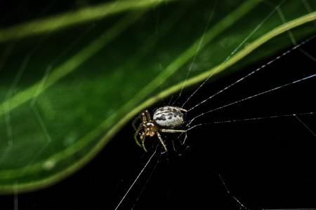 宏 特写镜头，它是一只生活在泰国的蜘蛛