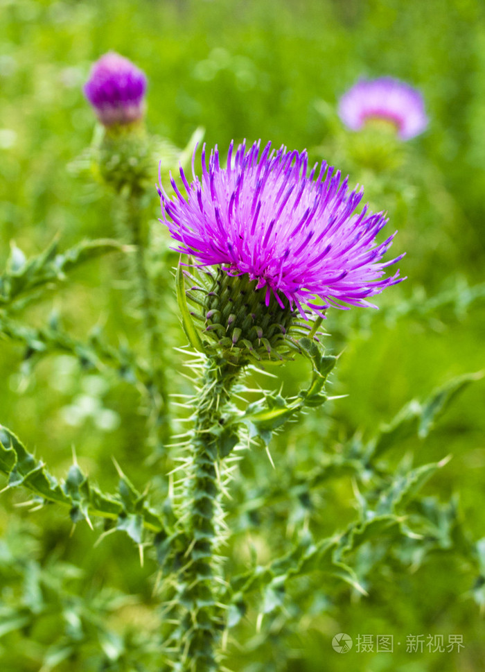 水飞蓟鲜花盛开