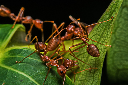 宏 特写 红蚂蚁在房子旁边的花园里