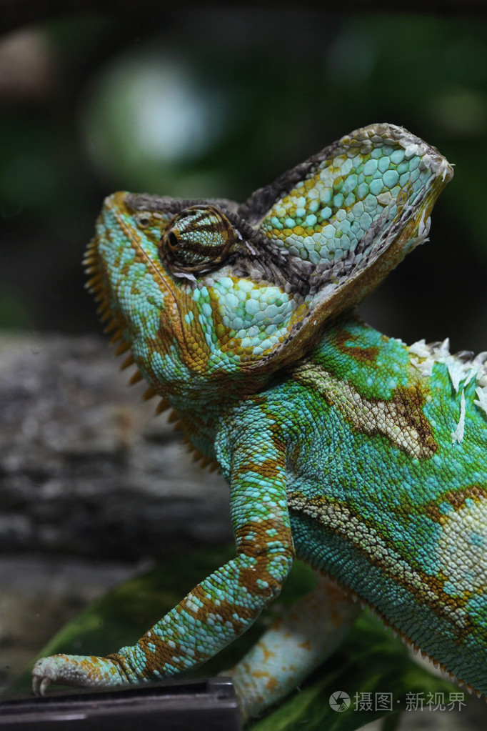 野生的高冠的变色龙