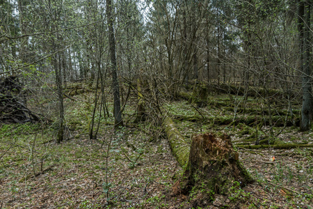 森林里的树被破坏