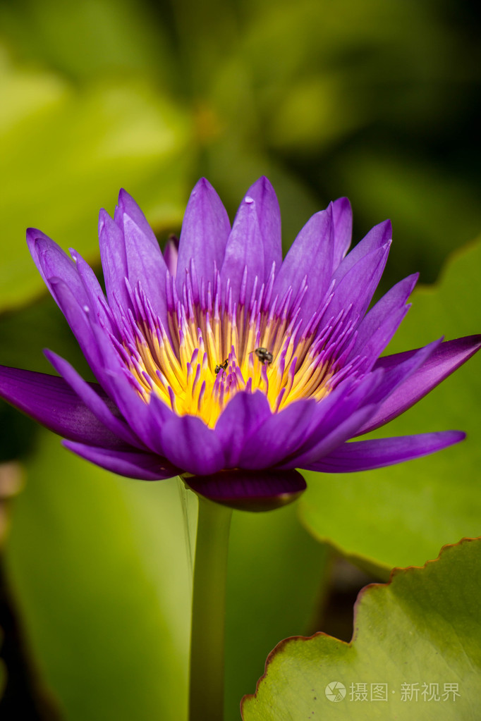 在花园里盛开的紫色莲花