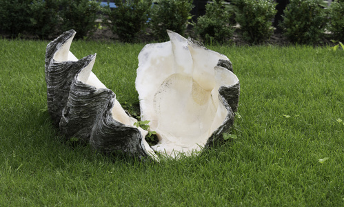 在绿草的巨蚌图片