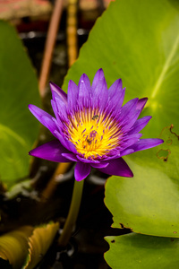 在花园里盛开的紫色莲花