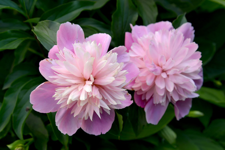 芍药科植物家庭两朵牡丹花 (牡丹花), 近距离照片