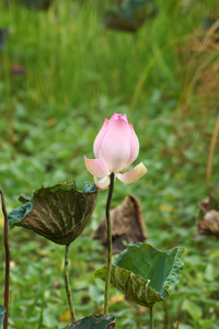 粉红色莲花