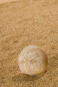 海贝壳砂作为背景