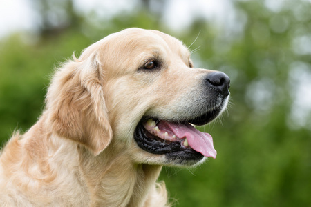 在户外的金色猎犬狗。