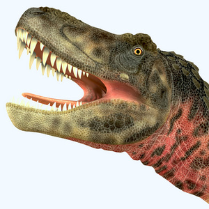 Tarbosaurus 恐龙头