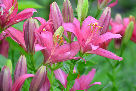 百合花在雨后的水滴