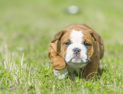 可爱的英国斗牛犬幼犬玩外面的一些