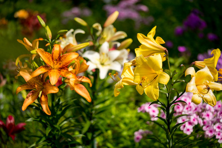 美丽的大橙色火百合与芽和叶子特写户外