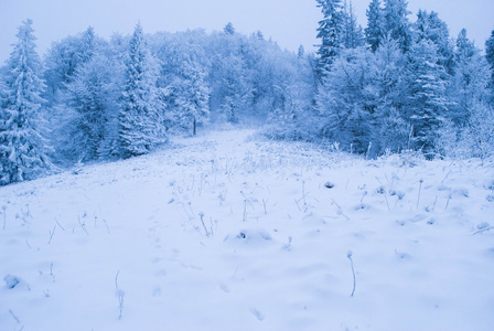 冬季森林与雪