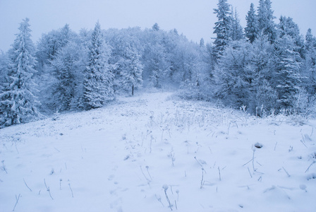 冬季森林与雪