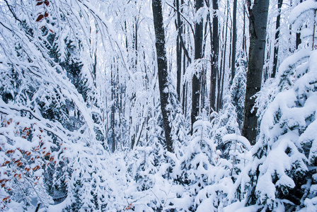 冬季森林与雪