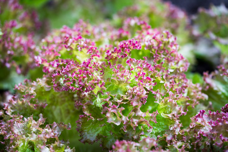 生菜农场植物新鲜