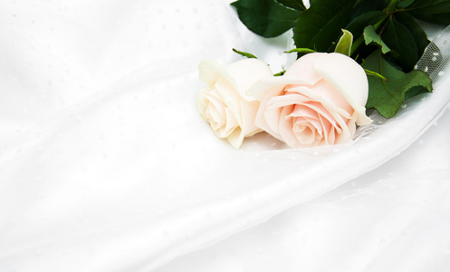 白色的丝绸背景上的玫瑰图片