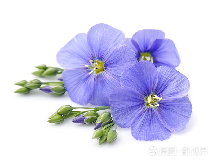 白色亚麻蓝花关门