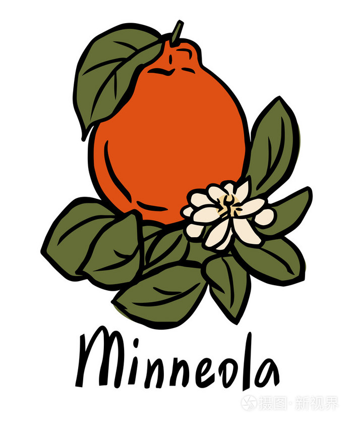 Minneola 水果