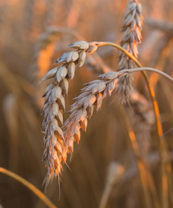 小麦在天空下的金耳朵