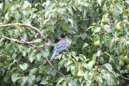 冠蓝鸦在树枝上