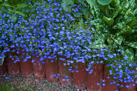 蓝色半边莲花照片