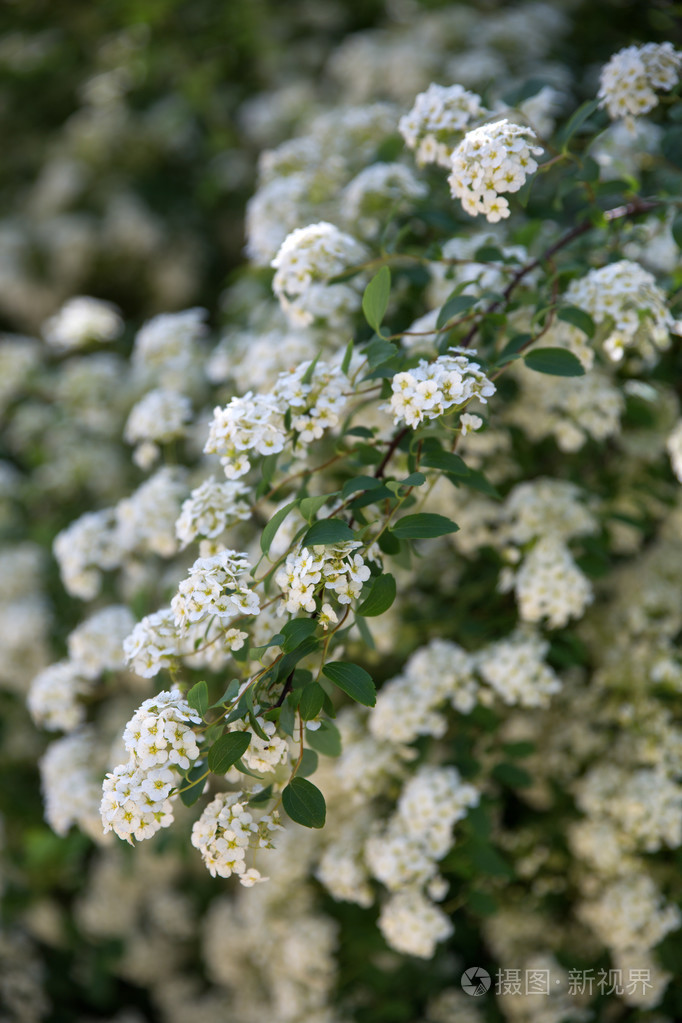 绣线菊灌木中的花园里的白花选择性的软焦点