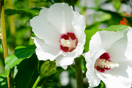 白芙蓉，月季花