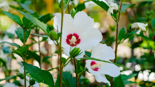 白芙蓉，月季花